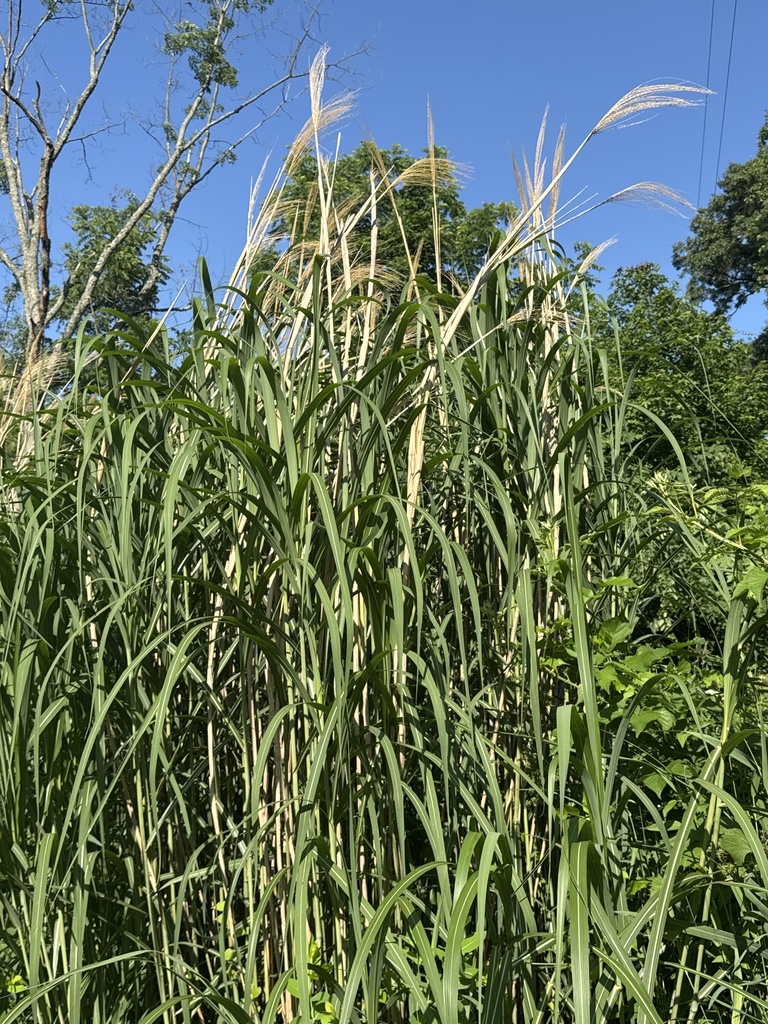 Miscanthus
