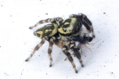 Carrhotus sannio