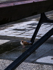 Passer montanus