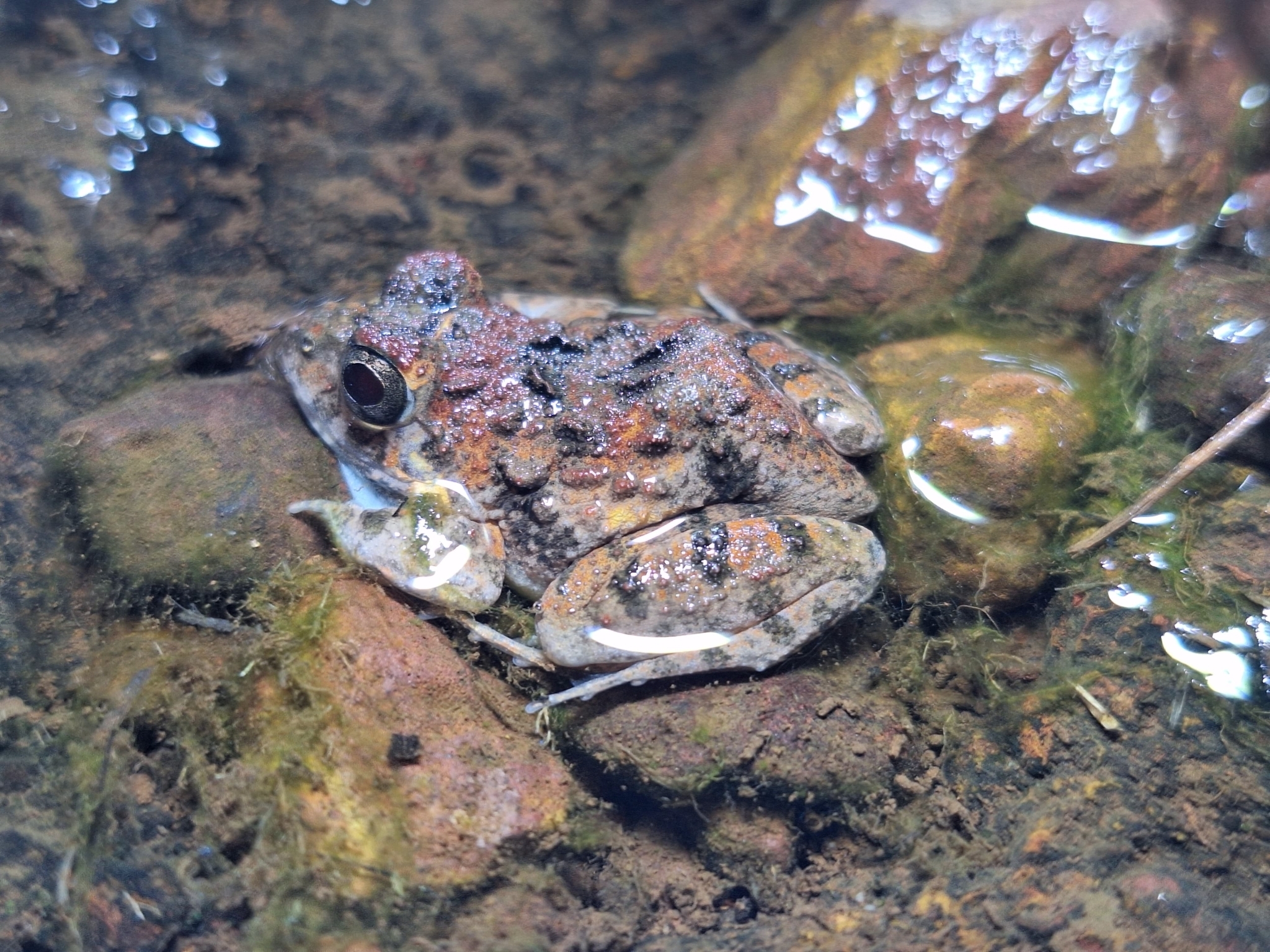 Cepf Cricket Frog