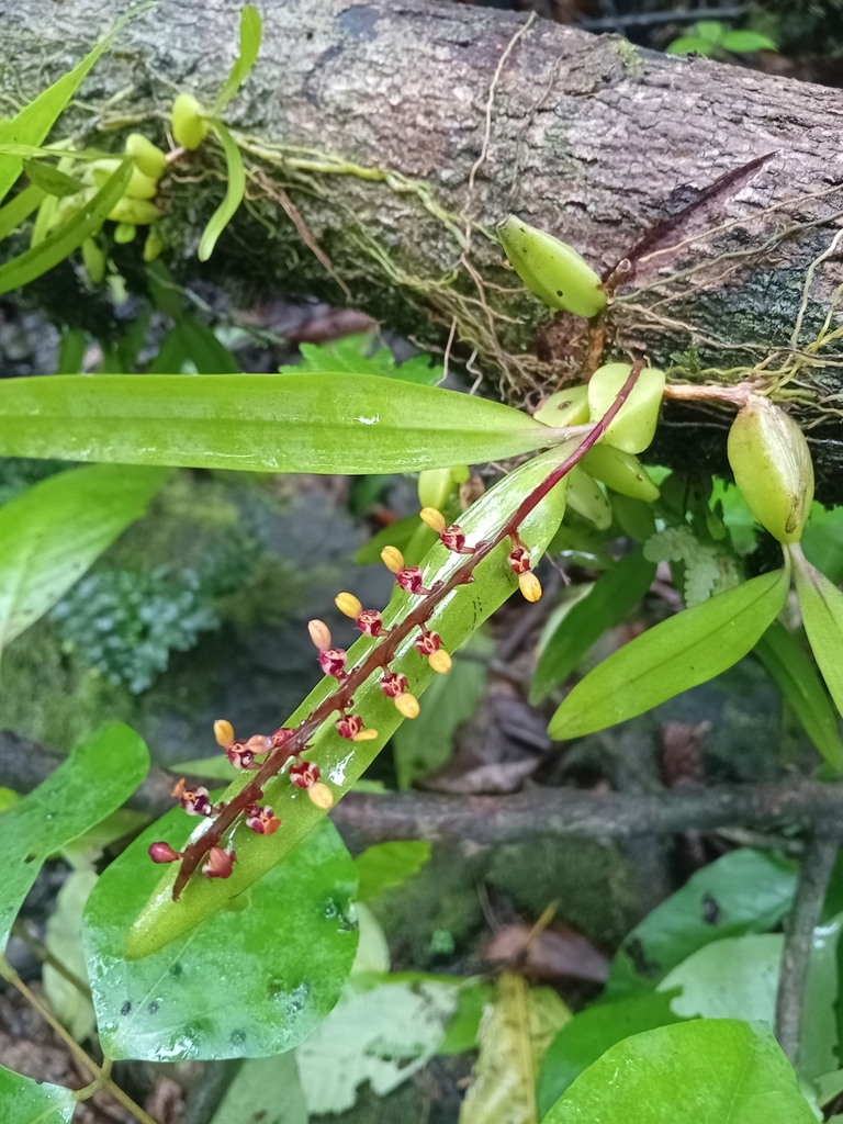 Bulbophyllum falcatum