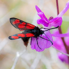 Zygaena graslini