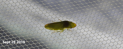 Petalocephala manchurica