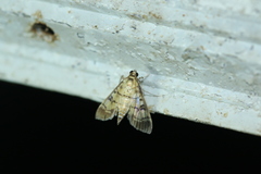 Azochis