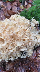 Sparassis crispa