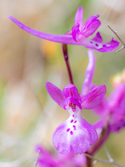 Orchis anatolica