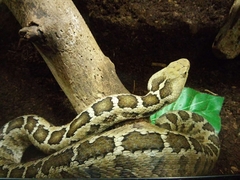 Crotalus ravus