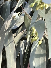 Eucalyptus sideroxylon