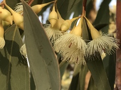 Eucalyptus sideroxylon
