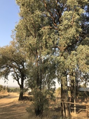 Eucalyptus sideroxylon