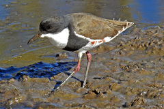 Red-Kneed Dotterel photo 3