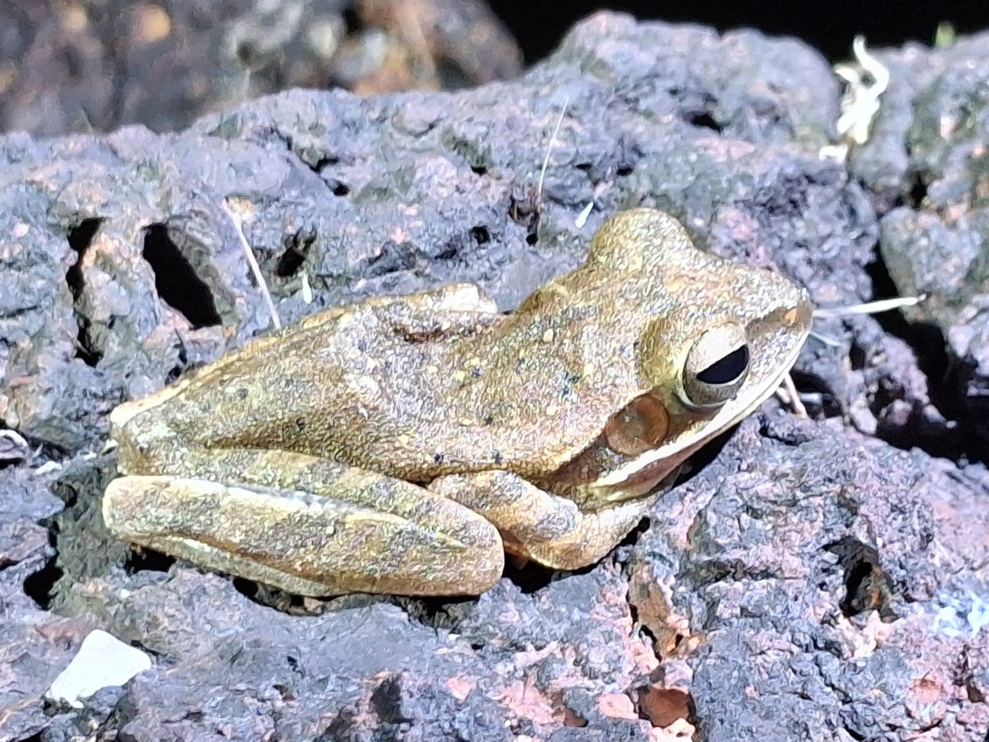 Big-Headed Whipping Frog