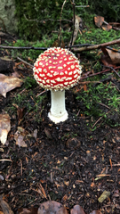 Amanita muscaria