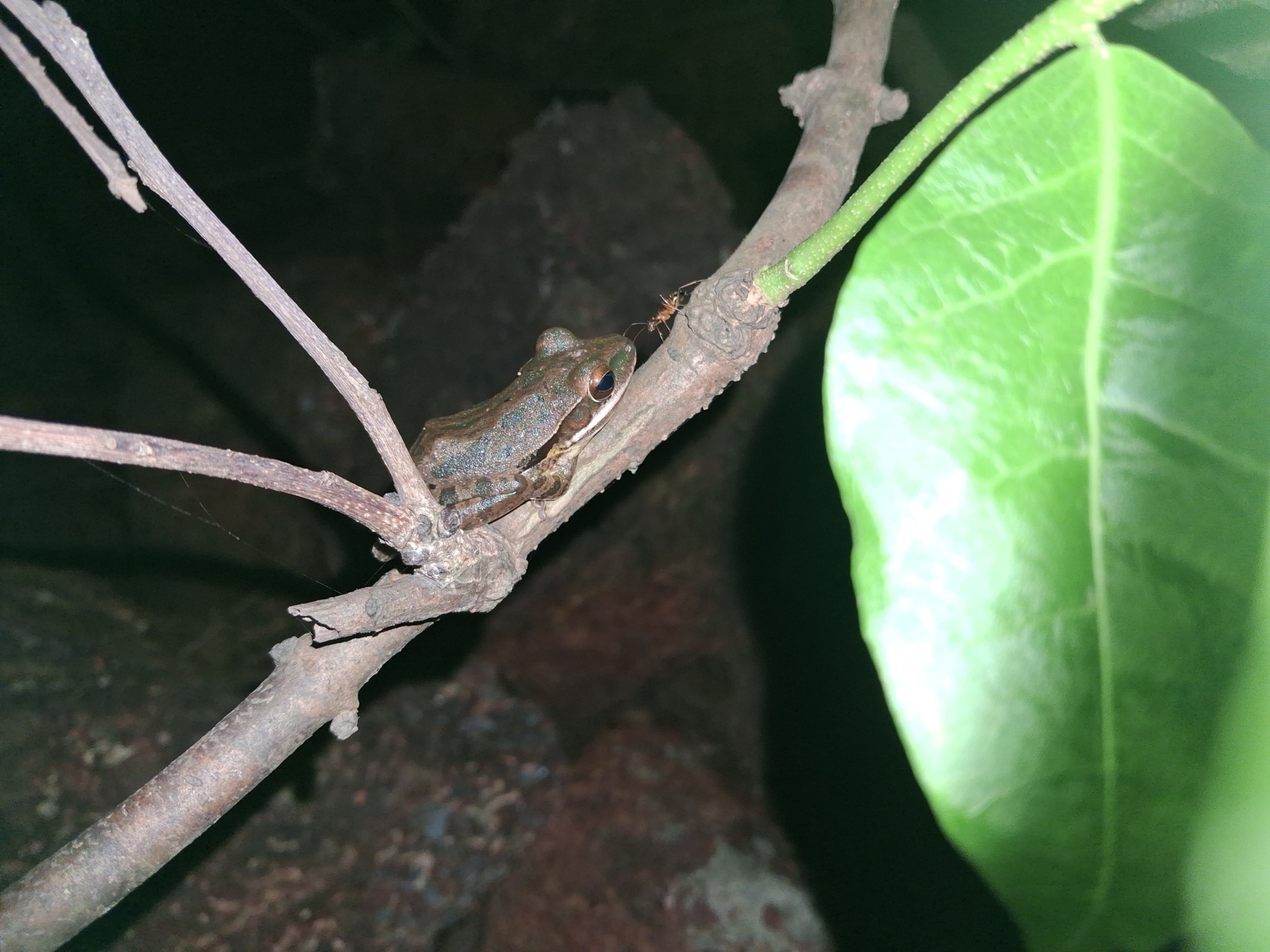 Big-Headed Whipping Frog