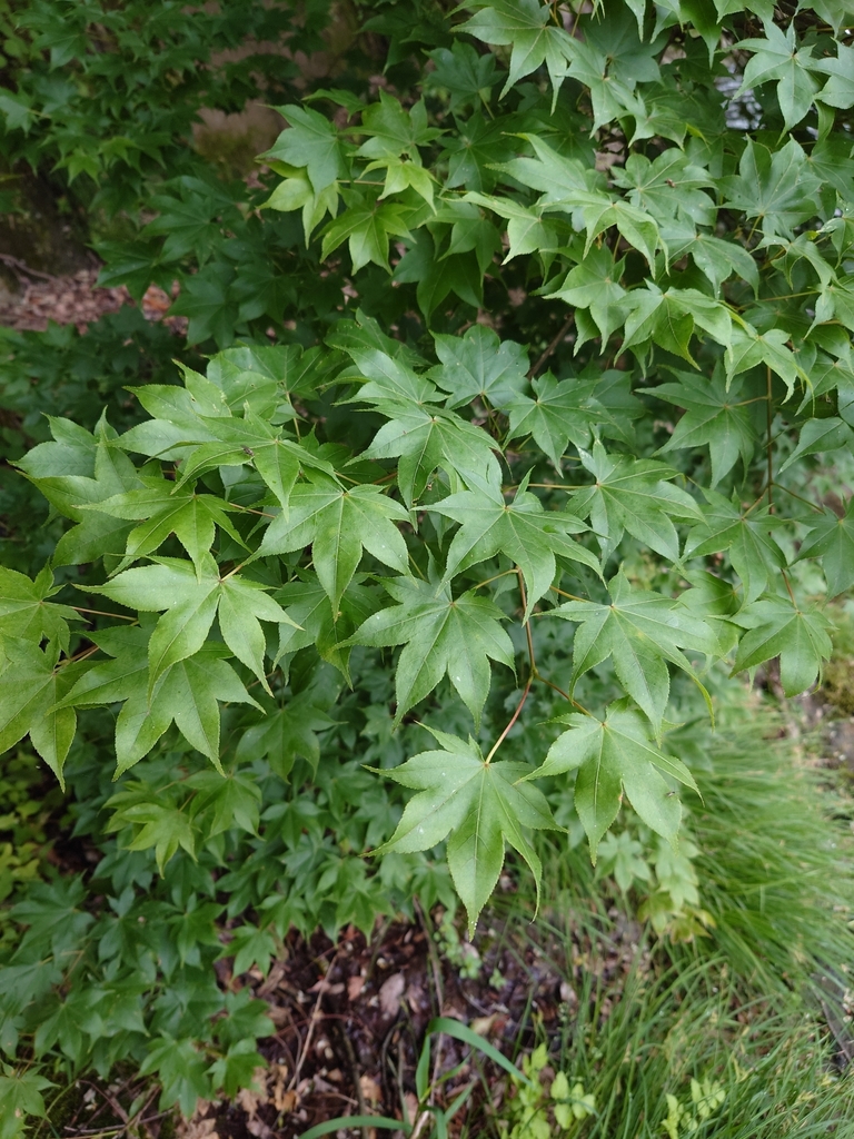 Acer palmatum