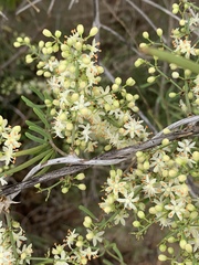 Asparagus natalensis