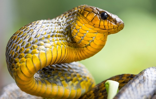 Spilotes sulphureus (Wagler, 1824)