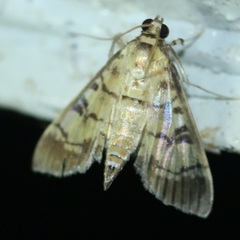 Azochis