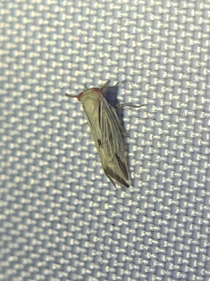 Bostaera balli