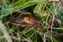 Psorodonotus illyricus