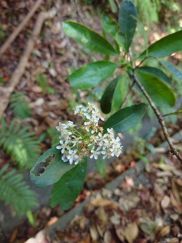 Photinia wrightiana iNat (1)