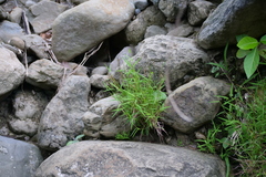 Pogonatherum crinitum