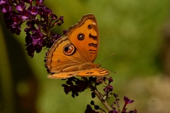 Junonia almana almana
