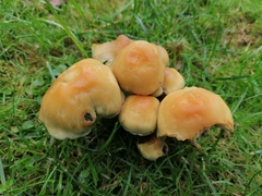 Hypholoma capnoides
