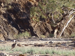 Osphranter robustus erubescens