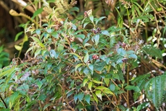 Gaultheria gracilis