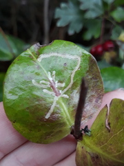 Phytomyza aprilina