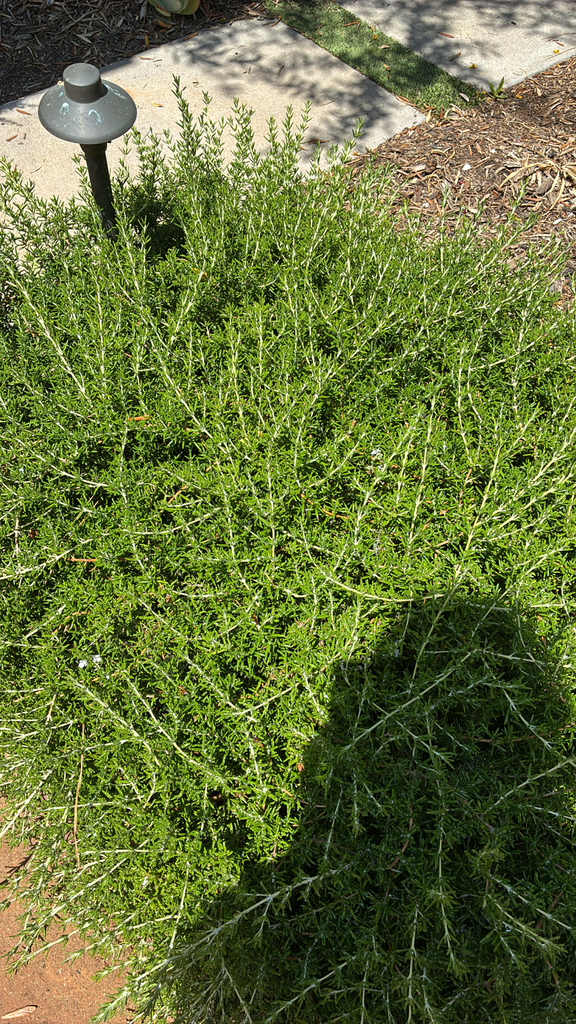 Rosmarinus officinalis