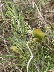 Asparagus natalensis