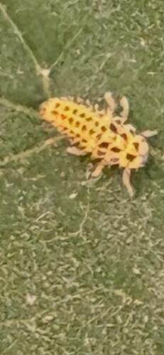 22-spot Ladybird
