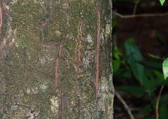 Hemidactylus platycephalus