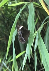 Mycalesis anaxias