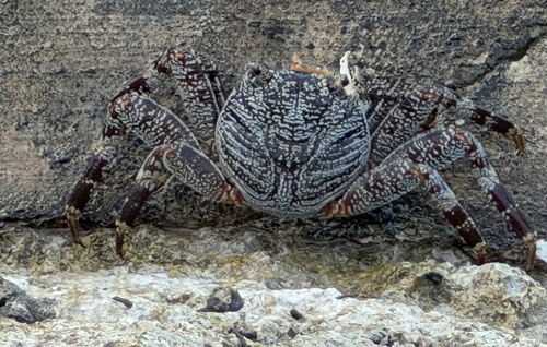 Thin-shelled Rock Crab, photo 2 of 9