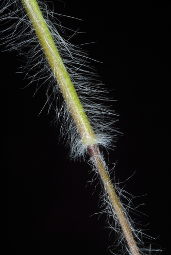 white-hair witchgrass (Dichanthelium villosissimum)