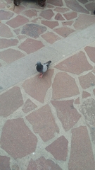Columba livia