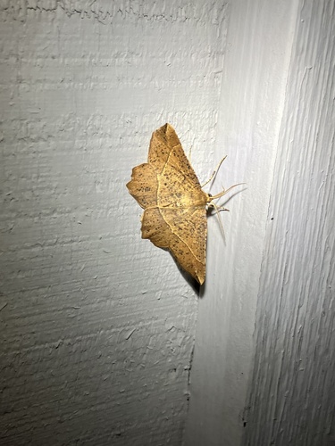 Mottled Euchlaena Moth photo 3