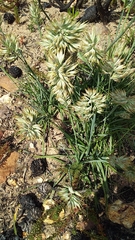 Geochloa rufa