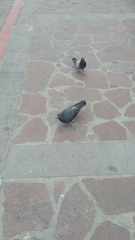 Columba livia