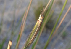 Distoleon bistrigatus