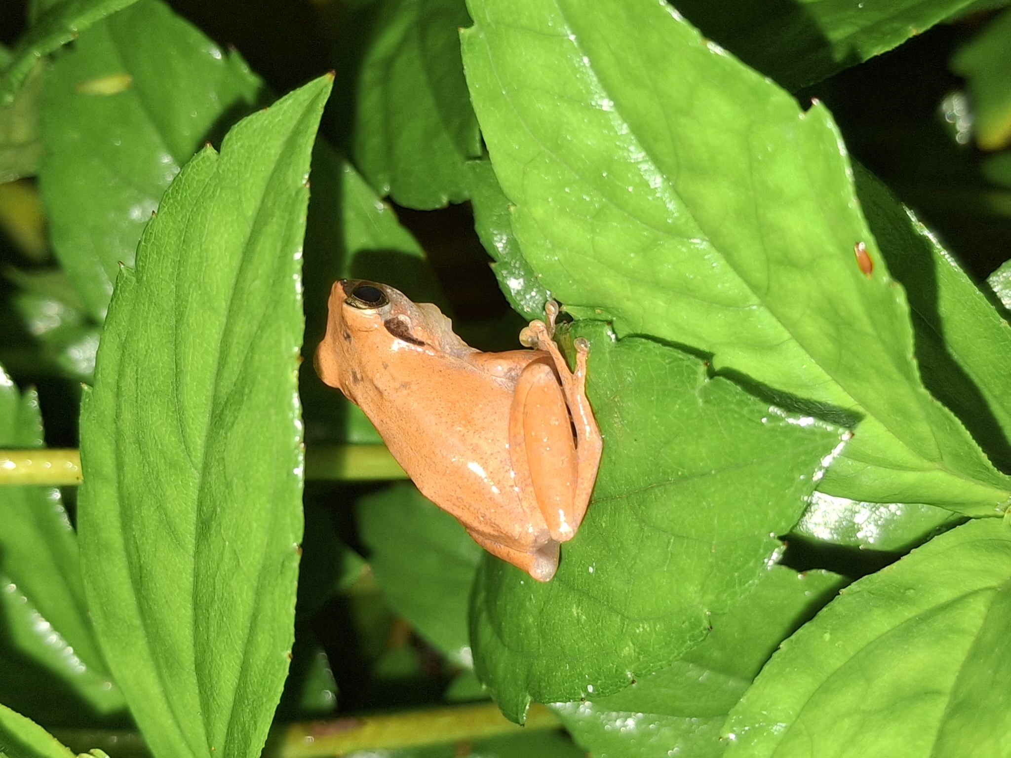 Wynaad Brown Eared Shrub Frog