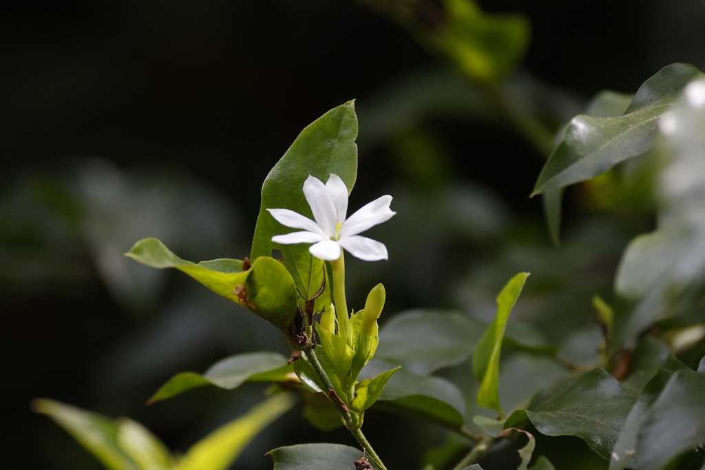Jasminum