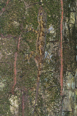 Hemidactylus platycephalus