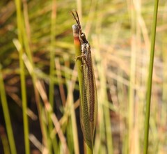 Distoleon bistrigatus