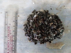 Haemadipsa interrupta
