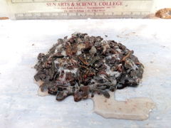 Haemadipsa interrupta