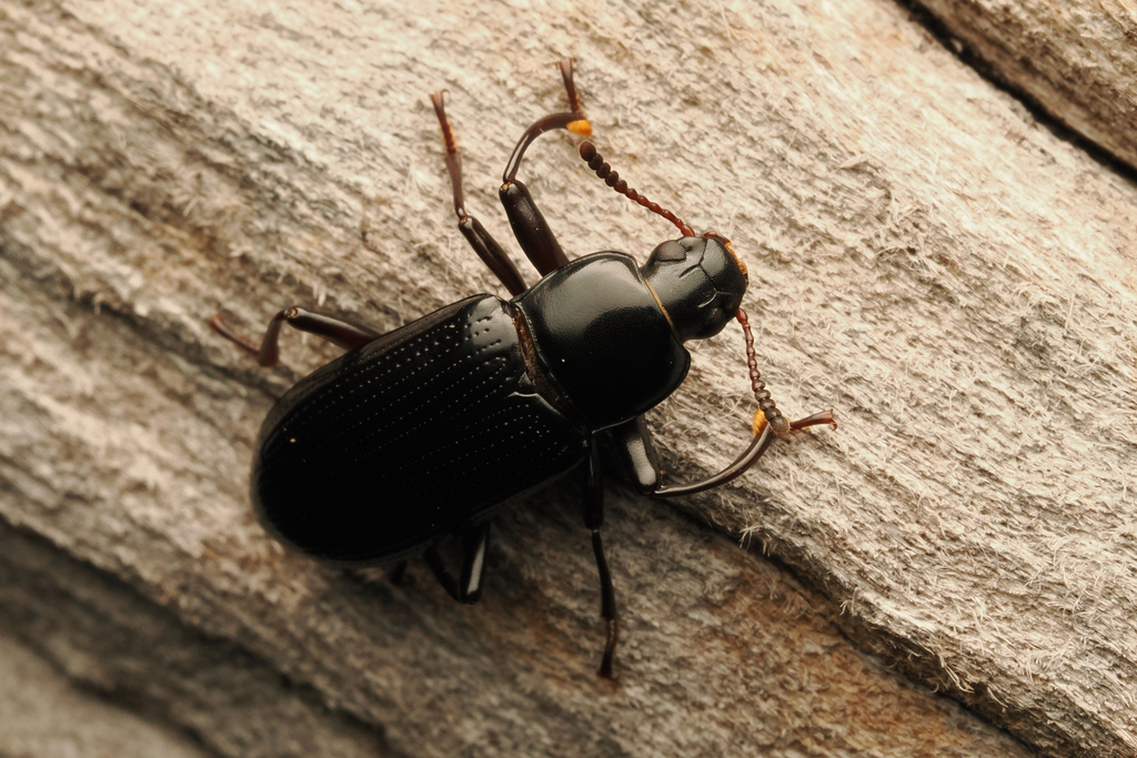 Menephilus